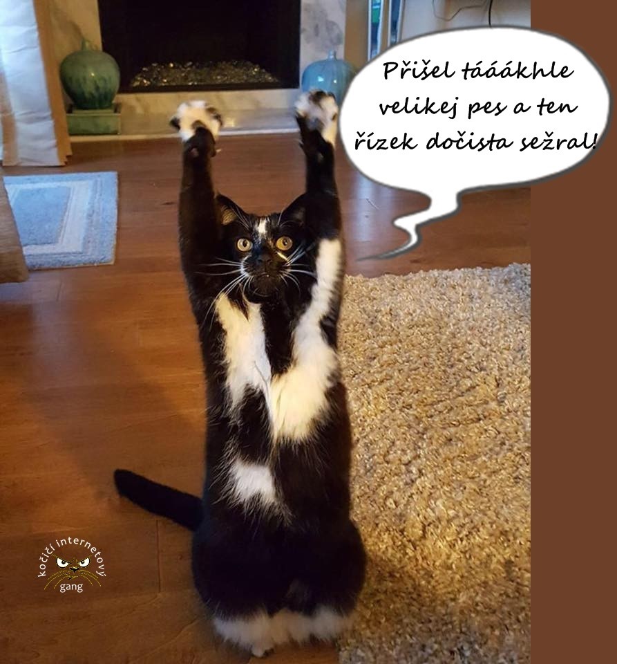 Náhodný obrázek