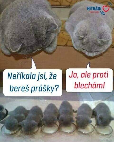 Náhodný obrázek